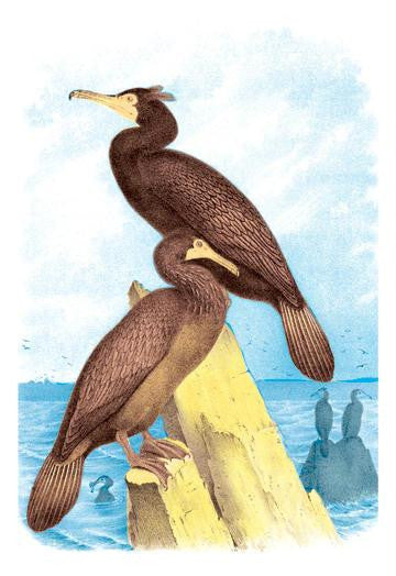 Townsend's Cormorant 12x18 Giclee on canvas