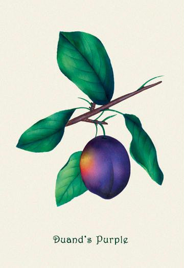 Duand's Purple Grapes 12x18 Giclee on canvas