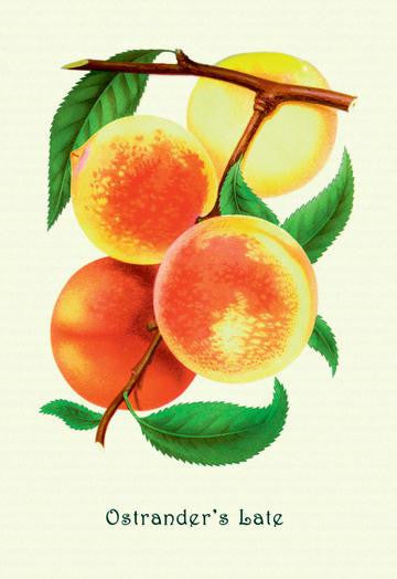 Ostrander's Late Peaches 12x18 Giclee on canvas