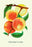 Ostrander's Late Peaches 12x18 Giclee on canvas