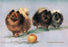 Three of Mrs. Hall Walker's Champion Pomeranians 12x18 Giclee on canvas