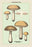 Unwholesome Fungi: Bitter Boletus 12x18 Giclee on canvas