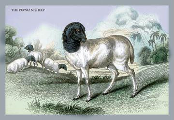 The Persian Sheep 12x18 Giclee on canvas