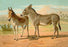 Abyssinian Male and Indian Onager Female 12x18 Giclee on canvas