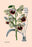 Orchid: Warrea Tricolor 12x18 Giclee on canvas
