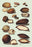 Nuts #2 12x18 Giclee on canvas