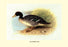 Salvadori's Duck 12x18 Giclee on canvas