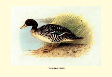 Salvadori's Duck 12x18 Giclee on canvas