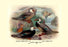 Garlepp's  Jame's and Turner's Torrent Ducks 12x18 Giclee on canvas