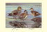 Gadwall and Coues's Gadwall Ducks 12x18 Giclee on canvas