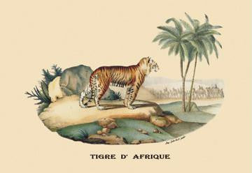 Tigre d'Afrique (Tiger) 12x18 Giclee on canvas