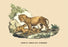 Lion et Lionne d'Afrique 12x18 Giclee on canvas