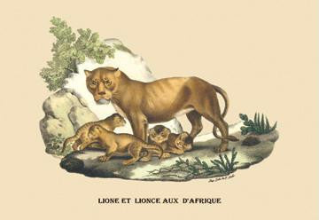 Lion et Lionne d'Afrique 12x18 Giclee on canvas