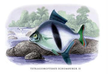 Tetragonopterus Schomburgk II 12x18 Giclee on canvas