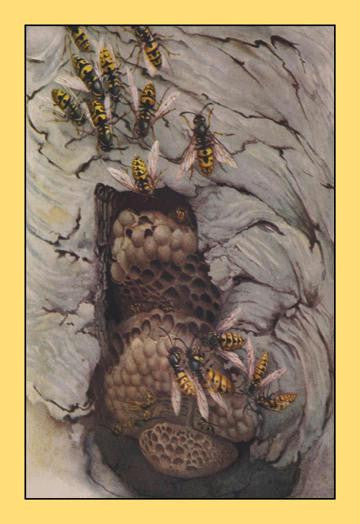Common Wasps 12x18 Giclee on canvas