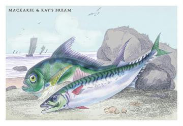 Mackarel and Ray's Bream 12x18 Giclee on canvas