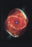 Cat's Eye Nebula 12x18 Giclee on canvas