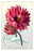 The Duke of Devonshire's Water Lily 12x18 Giclee on canvas