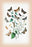 Moths: Zethes Insularis  Cerocala Scapulosa  et al. 12x18 Giclee on canvas