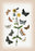 Moths: Cleogene Peletieraria  Chemerina Caliginearia  et al. 12x18 Giclee on canvas