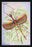 Insect: Phasma Necydaloides 12x18 Giclee on canvas