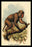 St. John's Macaque 12x18 Giclee on canvas
