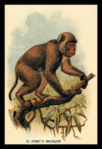 St. John's Macaque 12x18 Giclee on canvas