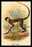 Green Guenon 12x18 Giclee on canvas