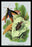 The Shining Buprestis and the Resplendent Weevil 12x18 Giclee on canvas