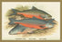 Windermere  Cole's and Gray's Charr. 12x18 Giclee on canvas