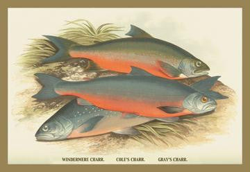 Windermere  Cole's and Gray's Charr. 12x18 Giclee on canvas