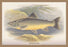 Loch Killin Char. 12x18 Giclee on canvas