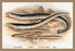 Sea Lamprey  Lampern  Planer's Lamprey and Pride 12x18 Giclee on canvas