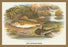 Ruffe and Miller's Thumb 12x18 Giclee on canvas
