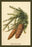 The Spruce Fir-Cones 12x18 Giclee on canvas