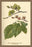 Fruit  Flower and Leaves from Wych Elm 12x18 Giclee on canvas