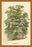 The Plane Tree 12x18 Giclee on canvas