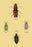 Beetles from North and South America and Spain #2 12x18 Giclee on canvas