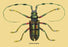 Beetle: Lamia Tricincta #2 12x18 Giclee on canvas