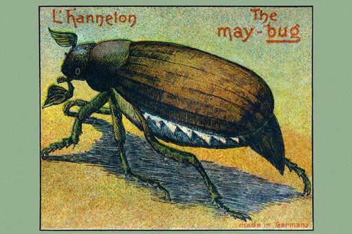 The May Bug L'hanneton 12x18 Giclee on canvas