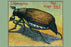 The May Bug L'hanneton 12x18 Giclee on canvas