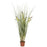 2.5 Ft Grass Plant