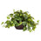 Pothos w-Decorative Vase Silk Plant