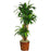 62 Inch Dracena w-Basket Silk Plant (Real Touch)