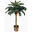 4 Ft Sago Silk Palm Tree