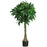 51 Inch Money  Silk Tree
