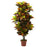 56 Inch Croton Plant (Real Touch)