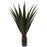 52 Inch Giant Agave Plant