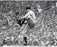 Bob Feller Black and White Pitching 8x10 Photo uns